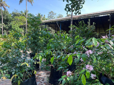 garden view